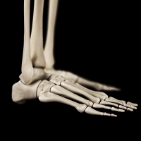 Exploring Foot Bones and Conditions Impacting Them